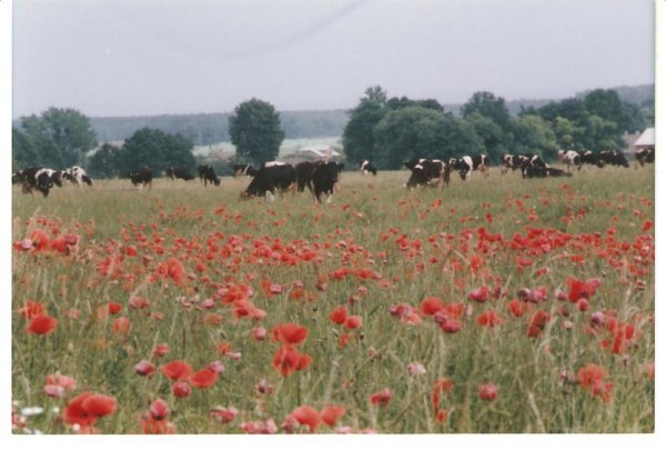 Фотовиставка Олександра Пизи